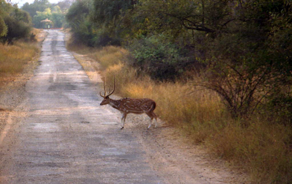 Sariska National Park - Rajasthan